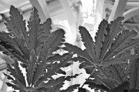 /album/palmenhaus/dsc-0069-jpg/