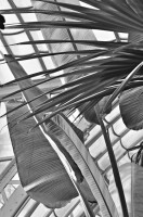 /album/palmenhaus/dsc-0087-jpg/