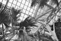 /album/palmenhaus/dsc-0136-jpg/