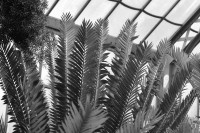 /album/palmenhaus/dsc-0163-jpg/