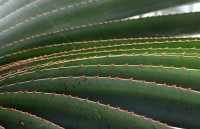 /album/palmenhaus/dsc-0108-jpg/