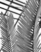 /album/palmenhaus/dsc-0197-jpg/