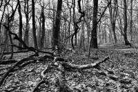 /album/wald/dsc-2671-jpg/