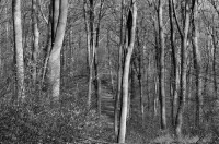 /album/wald/dsc-2681-jpg/