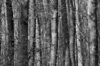 /album/wald/dsc-2685-jpg/