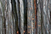 /album/wald/dsc-2686-jpg/