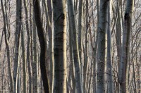 /album/wald/dsc-2689-jpg/