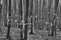 /album/wald/dsc-2695-jpg/