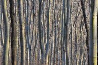 /album/wald/dsc-2696-jpg1/