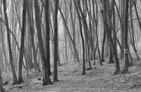 /album/wald/dsc-2703-jpg1/