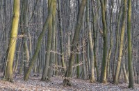 /album/wald/dsc-2715-dxo-jpg/