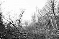 /album/wald/dsc-2719-jpg/