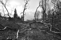 /album/wald/dsc-2729-jpg1/