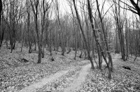 /album/wald/dsc-2731-jpg1/