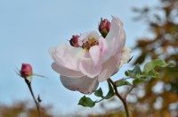 /album/blumen/dsc0048-jpg/