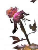 /album/blumen/dsc0073-jpg/