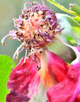 /album/blumen/dsc0113-jpg/