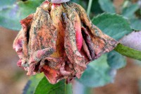 /album/blumen/dsc0123-jpg/
