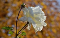 /album/blumen/dsc0147-jpg/