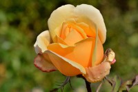 /album/blumen/dsc0155-jpg/