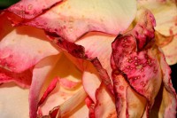 /album/blumen/dsc0177-jpg/