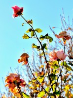 /album/blumen/dsc1698-jpg/