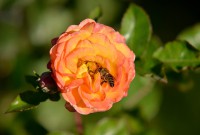 /album/blumen/dsc1749-jpg/