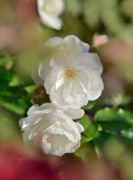 /album/blumen/dsc1751-jpg/