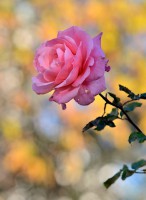/album/blumen/dsc1753-jpg/