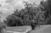 /album/baume/a20140531-dsc-5139-jpg/