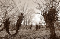 /album/baume/dsc-0808-jpg/