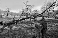 /album/baume/dsc-0809-jpg/