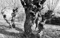 /album/baume/dsc-0845-jpg/