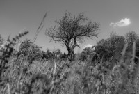 /album/baume/dsc-4257-jpg/