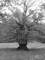 /album/baume/dsc02284-jpg/