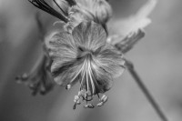 /album/blumen/a20140509-dsc-4684-jpg/